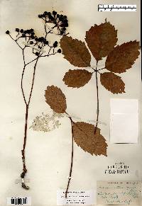 Parthenocissus inserta image