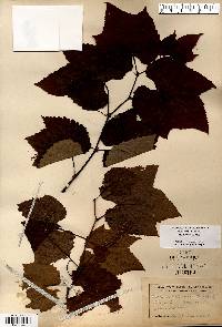 Vitis aestivalis var. bicolor image