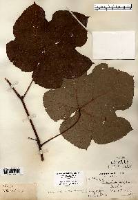 Vitis aestivalis var. bicolor image