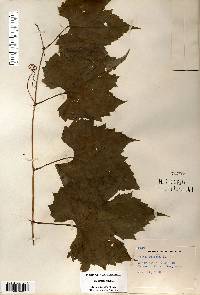 Vitis riparia image