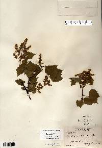 Vitis riparia image