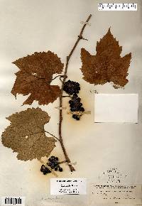 Vitis riparia image