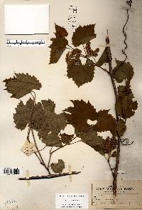 Vitis riparia image