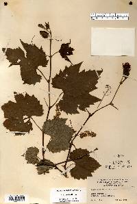 Vitis riparia image