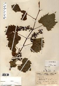 Vitis riparia image