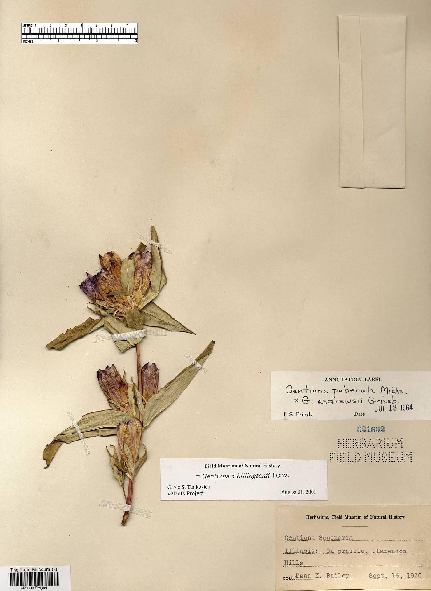 Gentiana billingtonii image