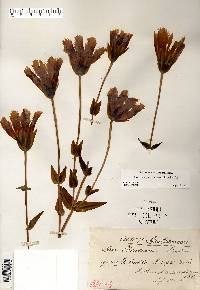 Gentianopsis crinita image