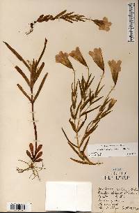 Gentianopsis virgata subsp. virgata image
