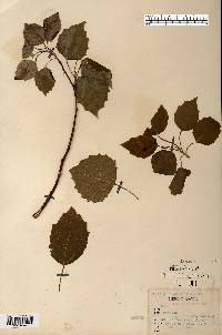 Populus grandidentata image