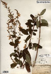 Desmodium canadense image