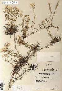 Phlox bifida image