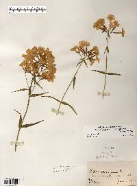 Phlox glaberrima image