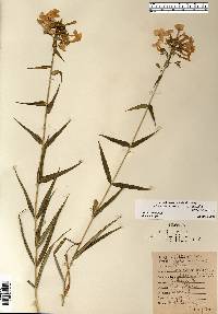 Phlox glaberrima image