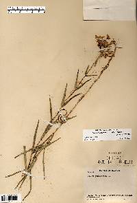 Phlox glaberrima image