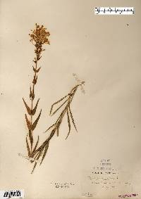 Phlox maculata image