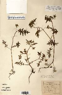 Ellisia nyctelea image