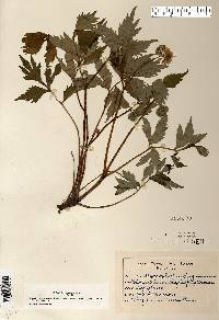 Hydrophyllum virginianum image