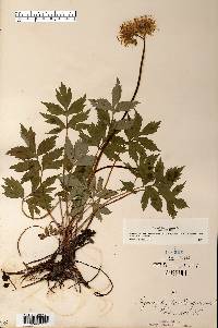 Hydrophyllum virginianum image