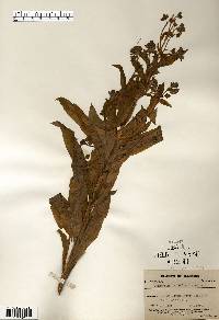 Cynoglossum officinale image