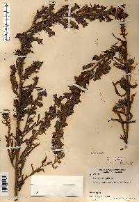 Echium vulgare image