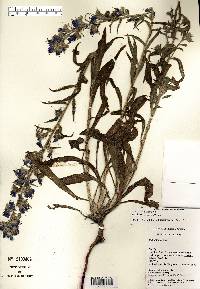 Echium vulgare image