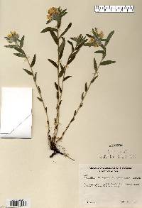 Lithospermum canescens image