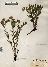 Lithospermum canescens image