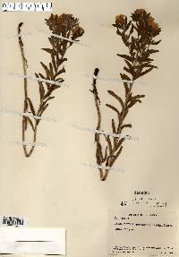 Lithospermum canescens image