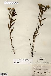 Lithospermum canescens image