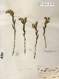Lithospermum canescens image