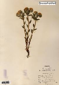 Lithospermum canescens image