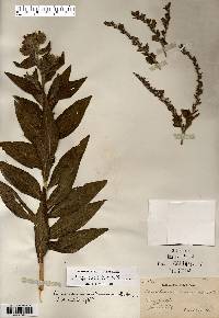 Onosmodium bejariense var. hispidissimum image