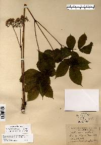 Aralia nudicaulis image