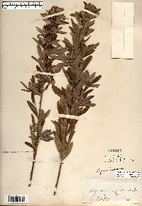 Lespedeza capitata image