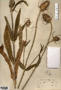 Dipsacus fullonum image