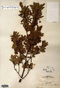 Ilex mucronata image