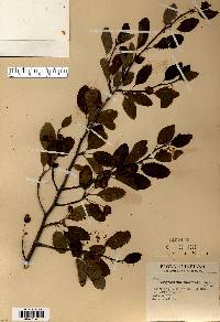 Ilex mucronata image