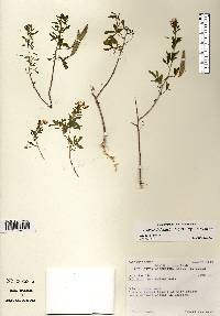 Polanisia dodecandra image