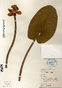 Nuphar variegata image