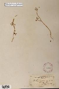 Floerkea proserpinacoides image