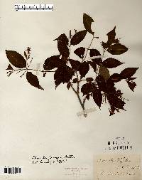 Diervilla lonicera image