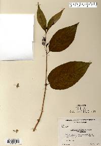 Diervilla lonicera image