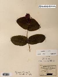 Lonicera dioica image