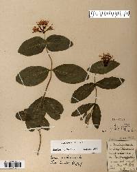 Lonicera dioica image