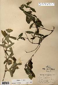 Lonicera dioica image