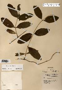 Lonicera dioica image