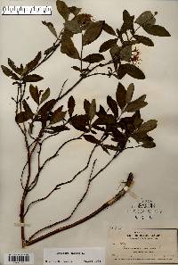 Lonicera dioica image