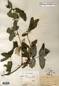 Lonicera dioica image