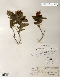 Lonicera dioica image