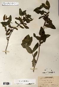 Lonicera dioica image